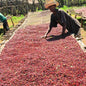 Ethiopia—Burka Gudina Estate ($5.95/lb) Green Coffee Mill47 Coffee