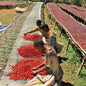 Ethiopia—Burka Gudina Estate ($5.95/lb) Green Coffee Mill47 Coffee