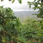 Rwanda—Sholi Women's Co-op ($5.20/lb) Green Coffee Mill47 Coffee 