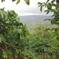 Rwanda—Sholi Women's Co-op ($5.20/lb) Green Coffee Mill47 Coffee