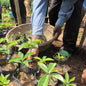Rwanda—Sholi Women's Co-op ($5.20/lb) Green Coffee Mill47 Coffee