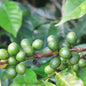 Guatemala—Huehue CODECH Micro Lot ($5.35/lb) Green Coffee Mill47 Coffee