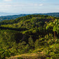 Colombia—Huila Milagros Geisha ($7.85/lb)