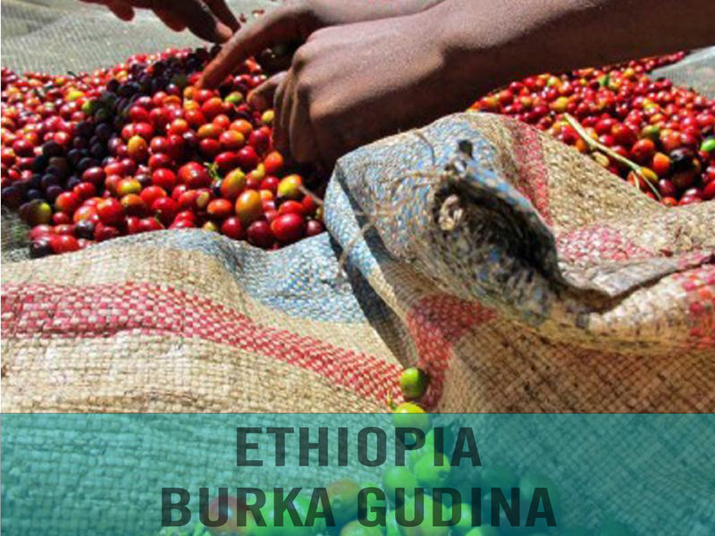Ethiopia—Burka Gudina Estate ($5.95/lb) Green Coffee Mill47 Coffee