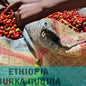 Ethiopia—Burka Gudina Estate ($5.95/lb) Green Coffee Mill47 Coffee