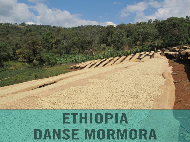 Ethiopia—Guji Danse Mormora ($4.75/lb) Green Coffee Mill47 Coffee