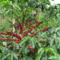 Colombia—Huila Milagros Geisha ($7.85/lb)