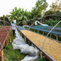 Thailand—Doi Wiang Natural ($5.95/lb)