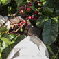 Zambia—Mafinga Hills ($4.75/lb) Green Coffee Mill47 Coffee