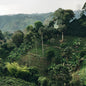 Colombia—Sugarcane Decaf ($5.75/lb) Green Coffee Mill47 Coffee