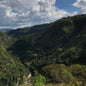 Colombia—Huila Excelso EP ($4.50/lb) Green Coffee Mill47 Coffee