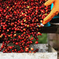 Thailand—Doi Wiang Honey Process ($5.95/lb)