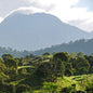 Panama—San Sebastian Estate ($5.15/lb) Green Coffee Mill47 Coffee