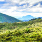 Panama—San Sebastian Estate ($5.15/lb) Green Coffee Mill47 Coffee
