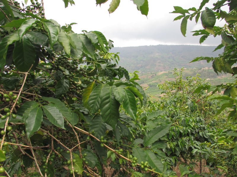 Rwanda Sholi Co-op Green Coffee Beans