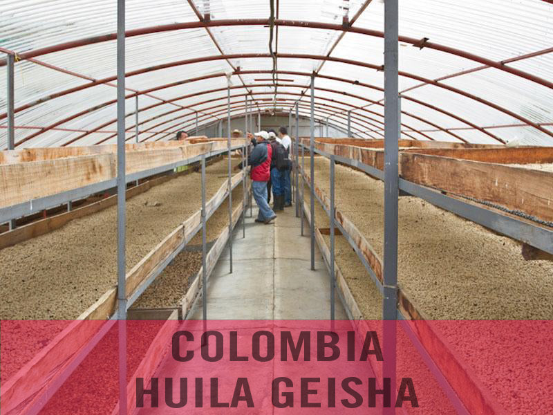 Colombia—Huila Milagros Geisha ($7.85/lb)