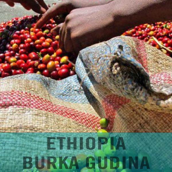 Ethiopia—Burka Gudina Estate ($5.95/lb) Green Coffee Mill47 Coffee 