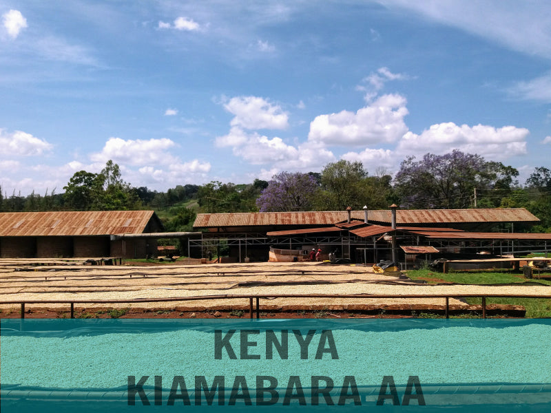Kenya—Kiamabara AA ($7.15/lb)