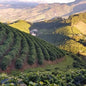 Brazil—Matas de Minas ($4.50/lb) Green Coffee Mill47 Coffee 