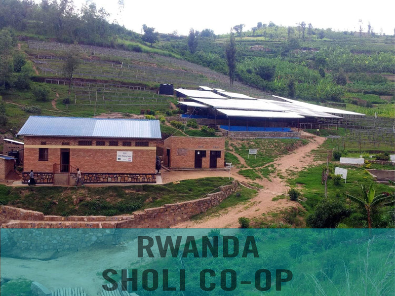 Rwanda Sholi Co-op Green Coffee Beans