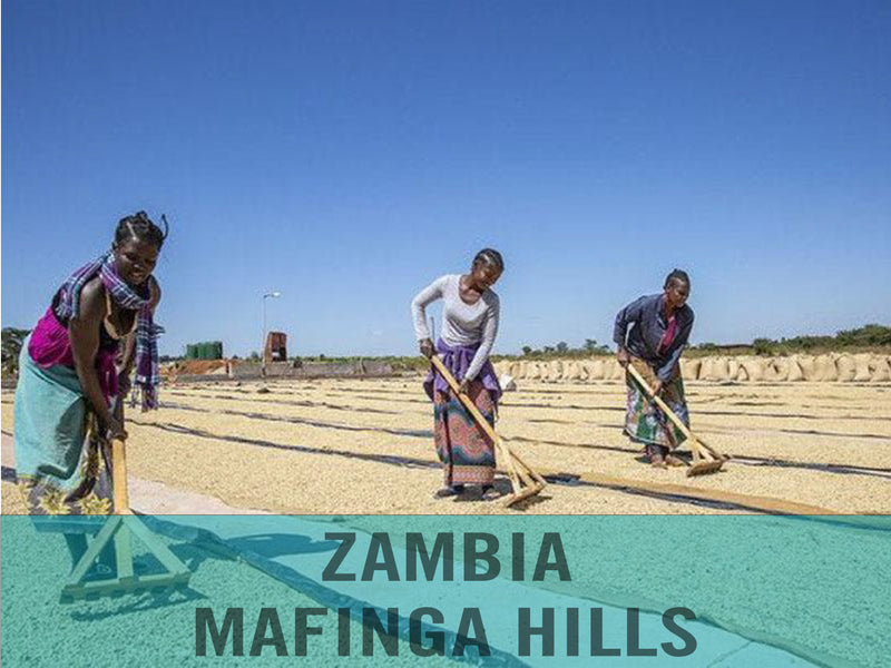Zambia—Mafinga Hills ($4.75/lb) Green Coffee Mill47 Coffee 